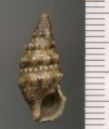 Cerithium lividulum